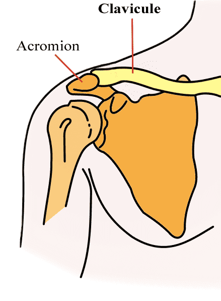 Schéma de l'articulation acromio-claviculaire lieu de l'arthrose acromio-claviculaire