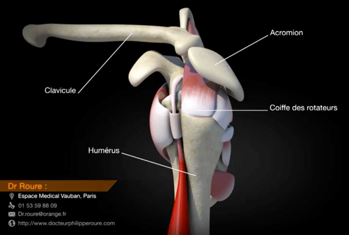 Schéma des tendons de la coiffe des rotateurs de l'épaule