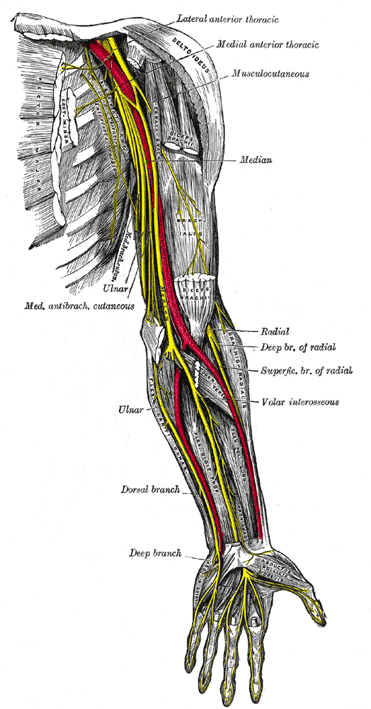Schema anatomique du nerf cubital et d'une compression du nerf ulnaire